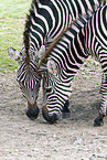 Bhm-Zebras