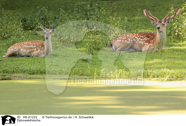 Dybowskihirsche / Dybowski Deers / HS-01222
