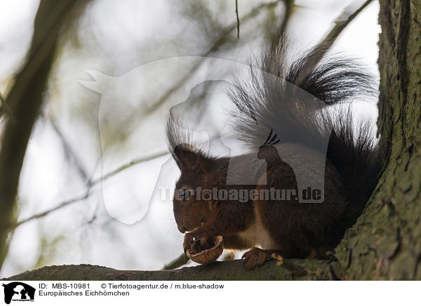 Europisches Eichhrnchen / Eurasian red squirrel / MBS-10981