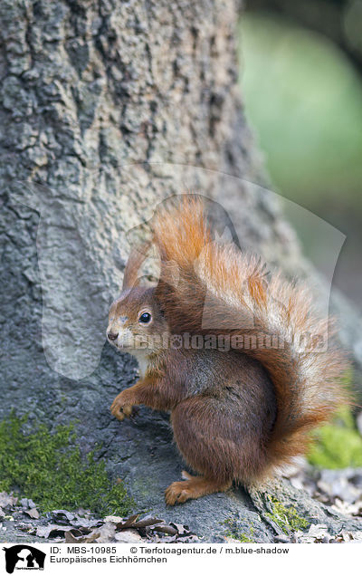 Europisches Eichhrnchen / Eurasian red squirrel / MBS-10985
