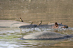 Flusspferde mit Rotschnabel-Madenhacker