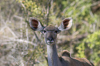Groer Kudu Portrait