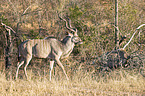 laufender Groer Kudu