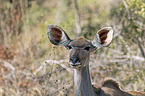Groer Kudu Portrait