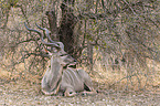 liegender Groer Kudu