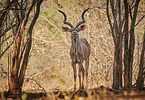 Groe Kudu