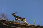 rennende Hirschziegenantilope
