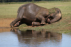 Indischer Elefant wlzt sich