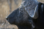 Kaffernbffel Portrait