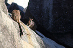 stehende Mareeba-Felsknguru
