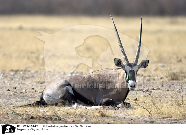 liegende Oryxantilope / WS-01442