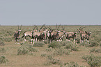 Oryxantilopen