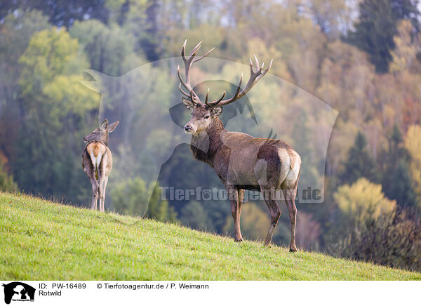 Rotwild / red deer / PW-16489
