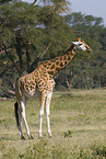 Uganda-Giraffe
