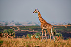 Uganda-Giraffe