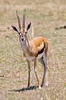 Thomson-Gazelle