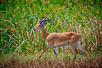 Uganda-Grasantilope