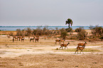 Uganda-Grasantilopen