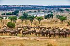 Serengeti-Weibartgnus