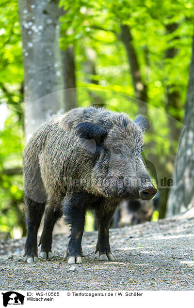 Wildschwein / wild boar / WS-10565