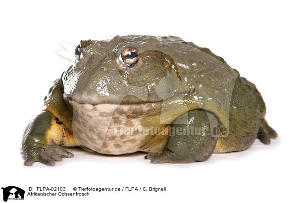 Afrikanischer Ochsenfrosch / African bullfrog / FLPA-02103