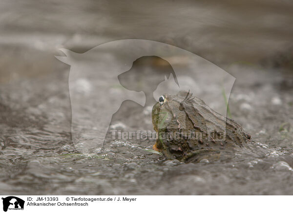 Afrikanischer Ochsenfrosch / African bullfrog / JM-13393