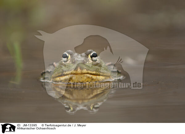 Afrikanischer Ochsenfrosch / African bullfrog / JM-13395