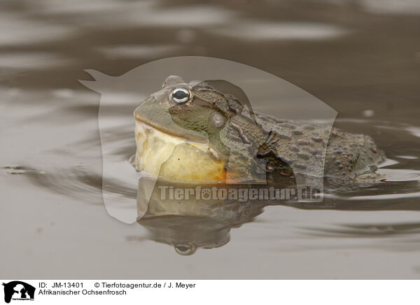 Afrikanischer Ochsenfrosch / African bullfrog / JM-13401