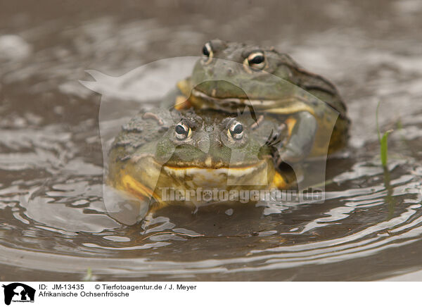 Afrikanische Ochsenfrsche / African bullfrogs / JM-13435