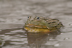 Afrikanischer Ochsenfrosch