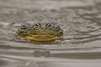 Afrikanischer Ochsenfrosch