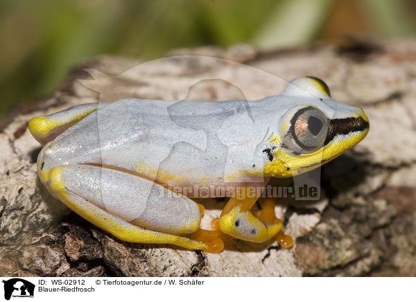 Blauer-Riedfrosch / Madagascar reed frog / WS-02912