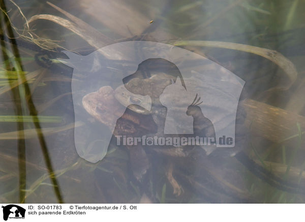 sich paarende Erdkrten / copulating toads / SO-01783