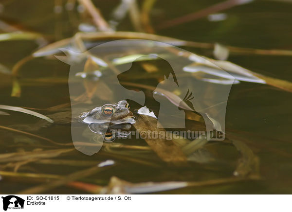 Erdkrte / common toad / SO-01815