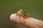 Frosch sitzt auf Finger