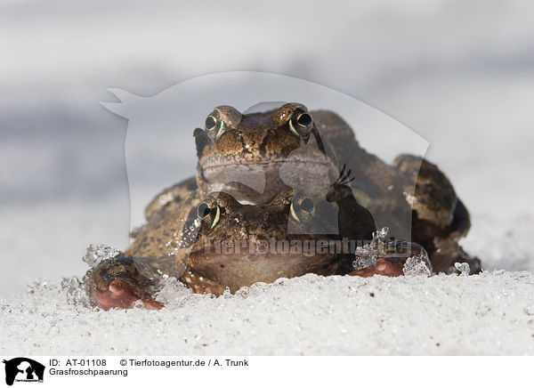 Grasfroschpaarung / pairing common brown frogs / AT-01108