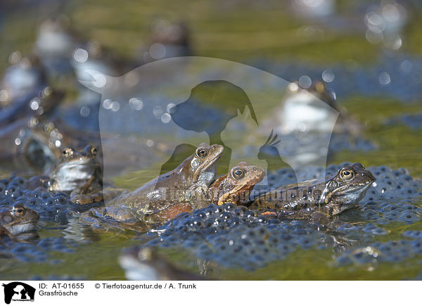 Grasfrsche / grass frogs / AT-01655