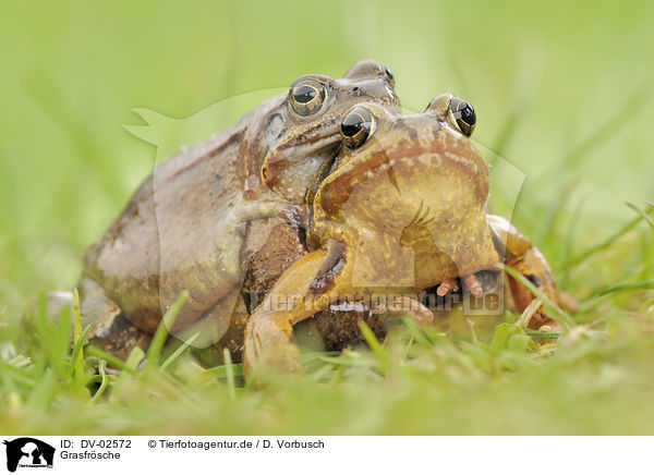 Grasfrsche / grass frogs / DV-02572