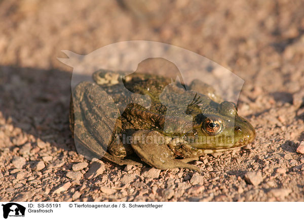 Grasfrosch / European grass frog / SS-55191