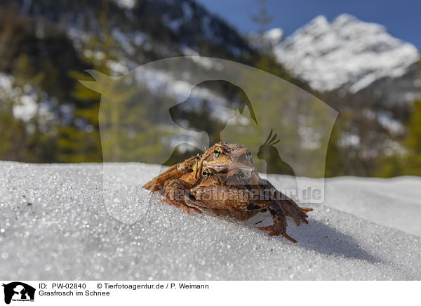 Grasfrosch im Schnee / grass frog in the snow / PW-02840