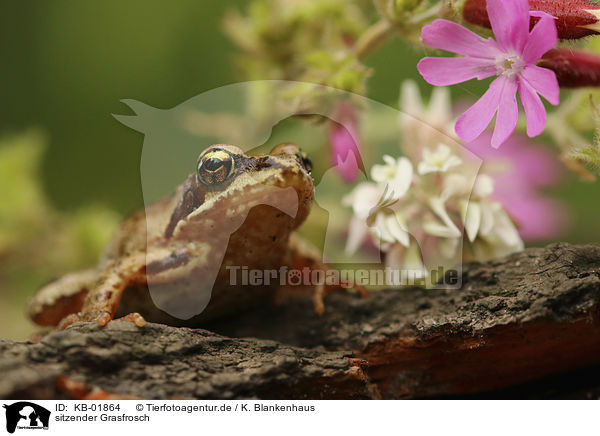 sitzender Grasfrosch / KB-01864