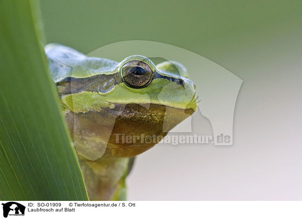 Laubfrosch auf Blatt / tree frog on leaf / SO-01909