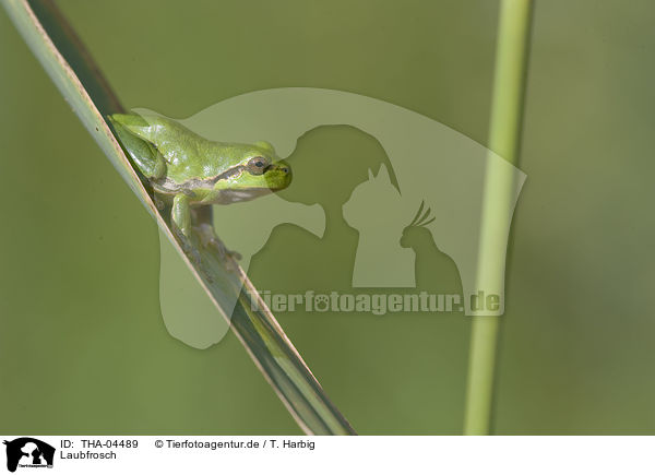 Laubfrosch / THA-04489