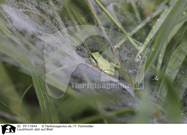 Laubfrosch sitzt auf Blatt / Tree frog sits on leaf / FF-11644
