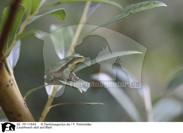 Laubfrosch sitzt auf Blatt / Tree frog sits on leaf / FF-11645