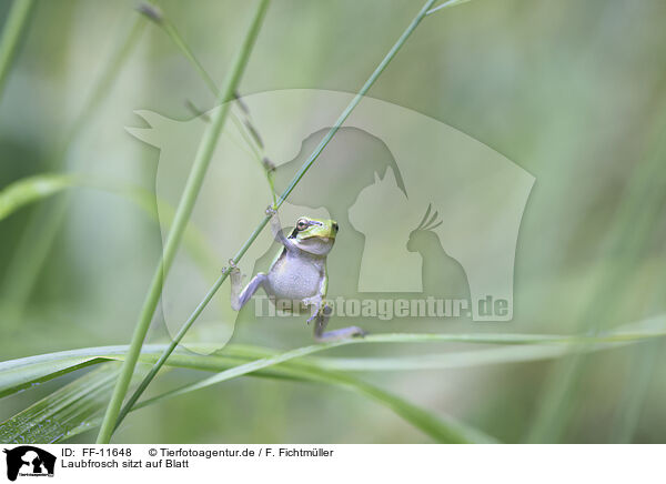 Laubfrosch sitzt auf Blatt / Tree frog sits on leaf / FF-11648