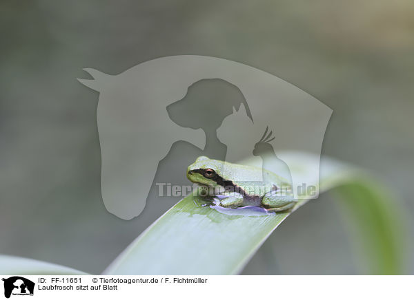 Laubfrosch sitzt auf Blatt / FF-11651