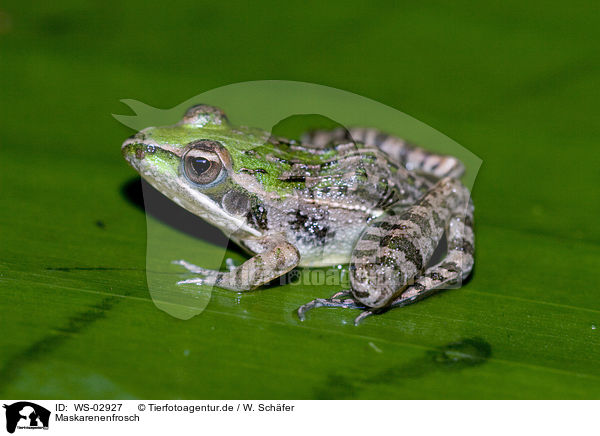 Maskarenenfrosch / Mascarene ridged frog / WS-02927