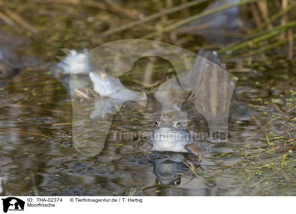 Moorfrsche / moor frogs / THA-02374