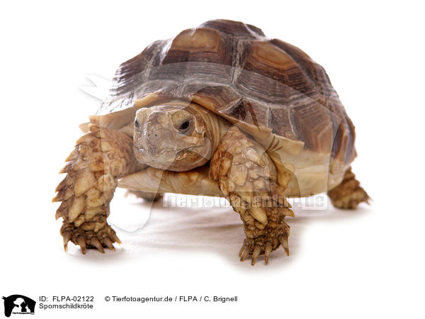Spornschildkrte / African spurred tortoise / FLPA-02122